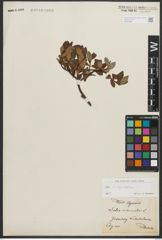 Foto von Salix phylicifolia L.